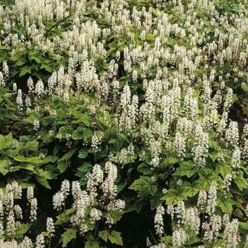 TIARELLA WHERRYI  winterharde bodembedekker. beschikbaar voor biedingen