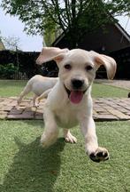 Labrador pups | geteste ouders, Dieren en Toebehoren, CDV (hondenziekte), Meerdere, 8 tot 15 weken, Meerdere dieren