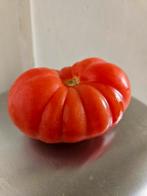 Tomaten stekje, Zomer, Ophalen of Verzenden, Groenteplanten, Eenjarig