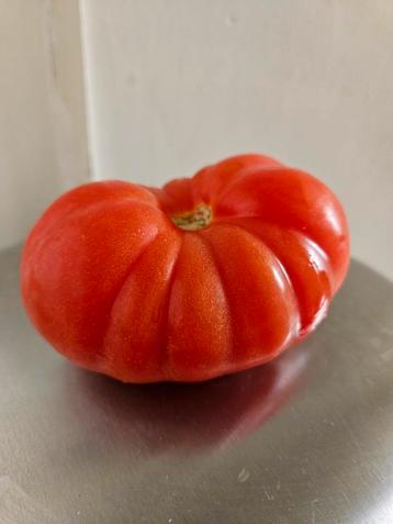 Tomaten stekje