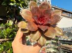 Echeveria Red rose /pot cm/vetplant/succulent, Ophalen of Verzenden, Halfschaduw, Minder dan 100 cm