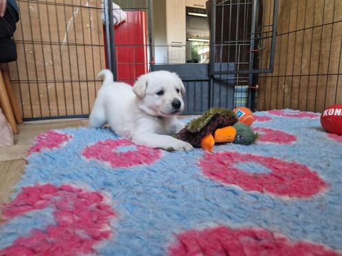 Witte herder x Labrador pups - Liefdevol thuis gezocht, Dieren en Toebehoren, Honden | Niet-rashonden, Meerdere dieren, Particulier
