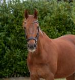 Knappe fokmerrie, Dieren en Toebehoren, Paarden, Merrie, Gechipt, M, Dressuurpaard