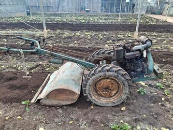 Sterke Adriatica tuinfrees beschikbaar voor biedingen