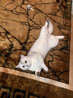 Super lief 🥹❤️Britse korthaar + Inclusief extra’s, 0 tot 2 jaar