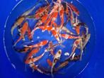 Japanse Koi 20-25cm 5 voor 100 euro, Karper of Koi