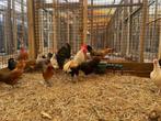 Bofkip, wie geeft deze kippen een tweede kans?, Meerdere dieren, Kip