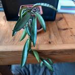 hoya China beans nr 105, Huis en Inrichting, Kamerplanten, Ophalen of Verzenden, Overige soorten, Minder dan 100 cm