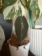 Jonge Alocasia Polly, Huis en Inrichting, Kamerplanten, Ophalen of Verzenden, Halfschaduw, Minder dan 100 cm