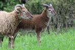 Kudde Castlemilk Moorit schapen, Meerdere dieren, Schaap, 0 tot 2 jaar