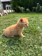 Boerderij kittens, Kater, Ontwormd