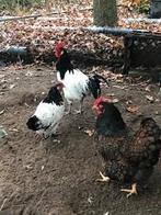 Lakenvelder haan, Dieren en Toebehoren, Mannelijk, Kip