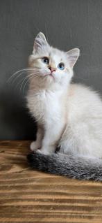 Britse korthaar x Scottish straight, Dieren en Toebehoren, Katten en Kittens | Raskatten | Korthaar, Kater, Ontwormd