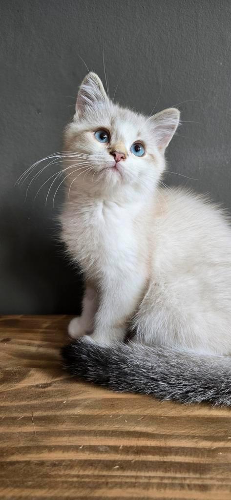 Britse korthaar x Scottish straight  katertje, Dieren en Toebehoren, Katten en Kittens | Raskatten | Korthaar, Kater, Ontwormd