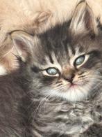 Noorse boskat kittens, Meerdere dieren