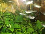 GUPPEN DIV MOOIE KLEUREN : VOLWASSEN MANNEN VROUWEN  BABY's, Dieren en Toebehoren, Vissen | Aquariumvissen, Vis, Zoetwatervis