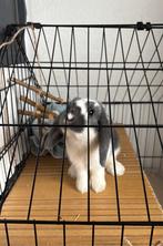 Dwerg hangoor/ mini lop konijn, Dieren en Toebehoren, Konijnen, Vrouwelijk, Dwerg, Hangoor
