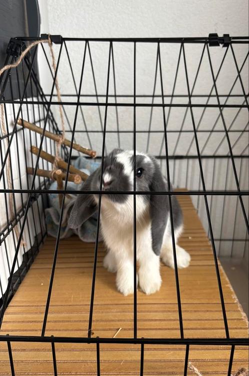 Dwerg hangoor/ mini lop konijn, Dieren en Toebehoren, Konijnen, Dwerg, Vrouwelijk, Hangoor