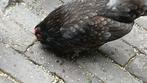 Diverse kipjes, Dieren en Toebehoren, Pluimvee, Meerdere dieren, Kip