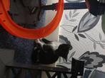 Kittens, Dieren en Toebehoren, Katten en Kittens | Raskatten | Korthaar, Meerdere dieren