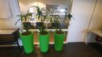 6 stuks grote kamerplanten, Ophalen, Overige soorten, In pot, 100 tot 150 cm