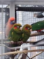 Broedkoppel Pyrrhura Hoffmani te koop, Meerdere dieren, Parkiet, Tam