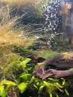 Yellow back strip garnalen jonge 1euro per stuk, Dieren en Toebehoren, Vissen | Aquariumvissen, Kreeft, Krab of Garnaal