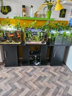 Aquariums, Dieren en Toebehoren, Ophalen, Gevuld zoetwateraquarium