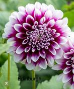 Dahlia knollen Edinburgh, Tuin en Terras, Bloembollen en Zaden, Ophalen of Verzenden, Volle zon, Knol