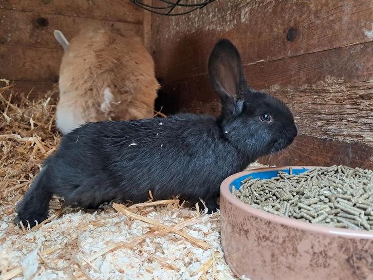 Nog 1 zwarte/ijzer grauw Duitse Reus ram te koop!, Dieren en Toebehoren, Konijnen, Groot, Mannelijk, 0 tot 2 jaar
