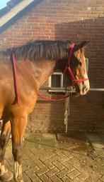 Betrouwbare bijrijder zoekt leuk paard/pony, Dieren en Toebehoren, Ophalen of Verzenden