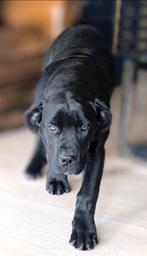 Boerboel, Dieren en Toebehoren, 15 weken tot 1 jaar, Overige rassen, Teef, Eén hond