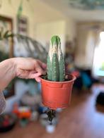 San Pedro Cactus (Pachanoi), Ophalen of Verzenden, Minder dan 100 cm, In pot, Cactus