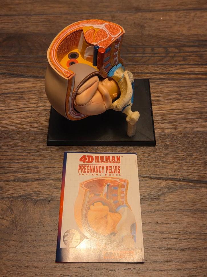 4D Master Anatomische puzzel Zwanger bekken baby/foetus #258, Diversen, Schoolbenodigdheden, Gebruikt, Ophalen of Verzenden