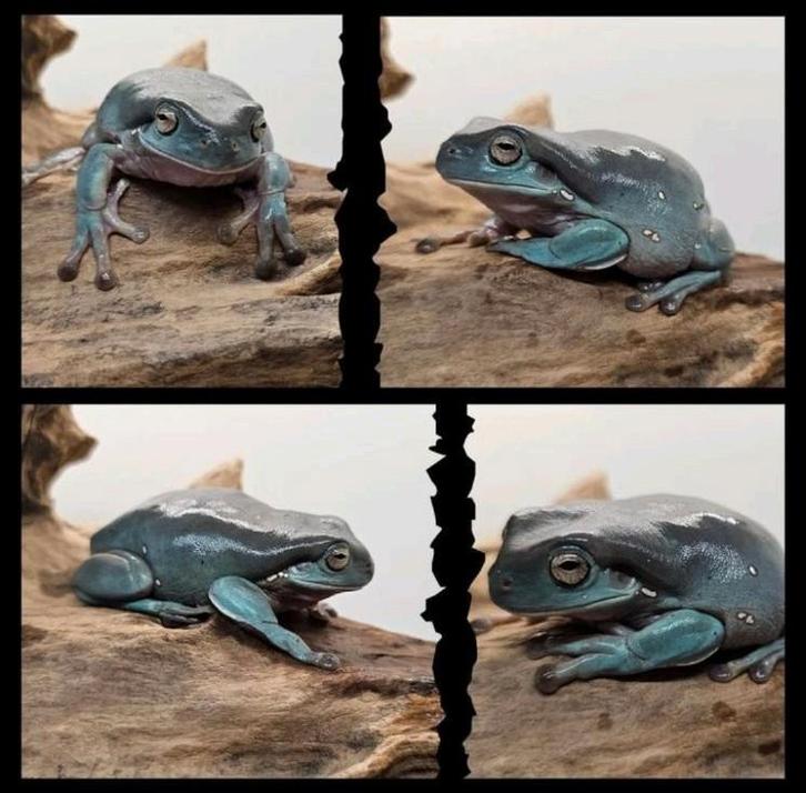 Snowflake koraalteenboomkikker, Dieren en Toebehoren, Reptielen en Amfibieën, Amfibie, 0 tot 2 jaar, Tam