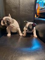 Nog 2 mooie franse bulldog reutje, Reu, CDV (hondenziekte), 8 tot 15 weken, Bulldog