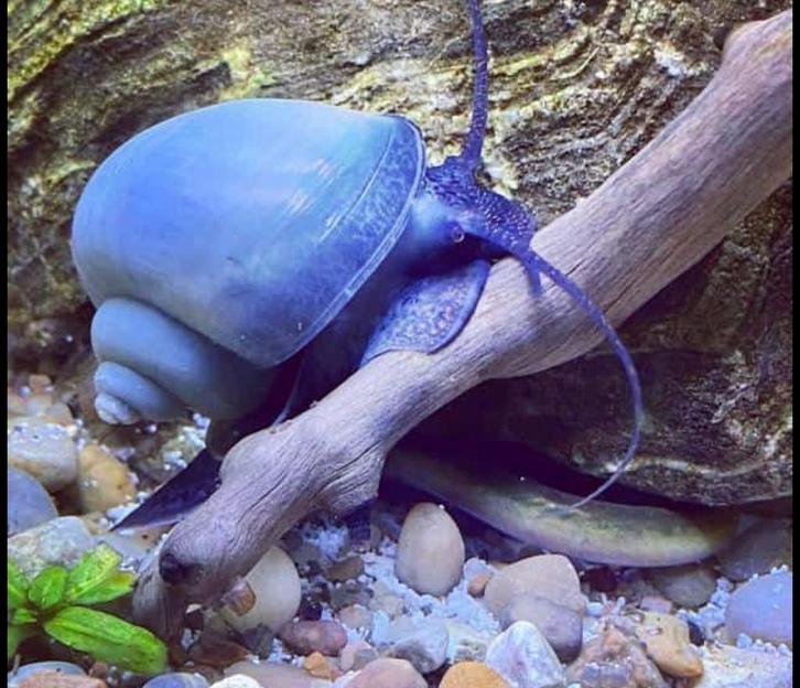 appelslakken, Dieren en Toebehoren, Vissen | Aquariumvissen