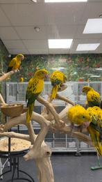 Jonge goudparkieten, Meerdere dieren, Papegaai, Pratend