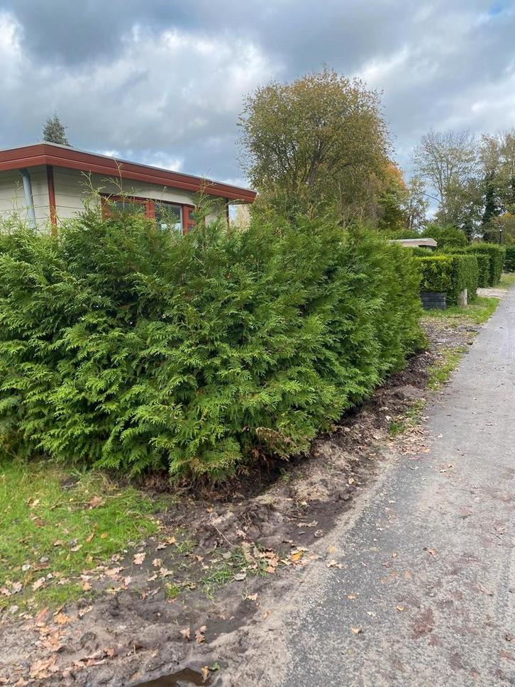 Gratis mooie volle coniferen Af te Halen - Zelf Uitsteken!, Tuin en Terras, Planten | Struiken en Hagen, Haag, Conifeer, 100 tot 250 cm