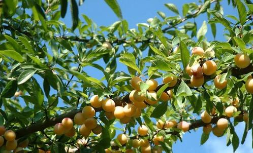 Mirabelle Pruimen te koop, Diversen, Levensmiddelen, Ophalen