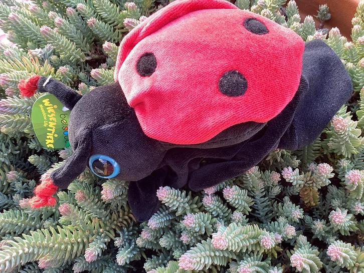 Beleduc lieveheersbeestje, Kinderen en Baby's, Speelgoed | Knuffels en Pluche, Nieuw, Overige typen, Ophalen of Verzenden