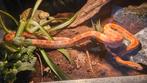Rode rattenslang, 1.0 wk pantherophis guttatus, Dieren en Toebehoren, Slang