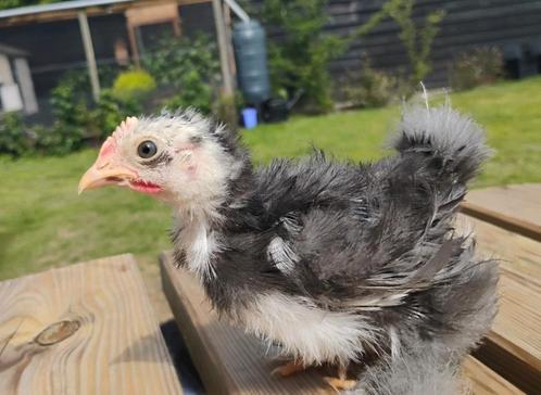 haantjes Cochin-kriel zijdeveer, Dieren en Toebehoren, Pluimvee, Kip, Mannelijk