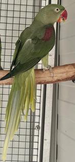 Ovj Alexander pop, Dieren en Toebehoren, Vogels | Parkieten en Papegaaien, Vrouwelijk, Parkiet, Geringd