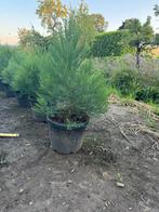 Mooi Sequoiadendron giganteum 100-125 cm, Tuin en Terras, Planten | Bomen, Bloeit niet, Overige soorten, 100 tot 250 cm, Ophalen