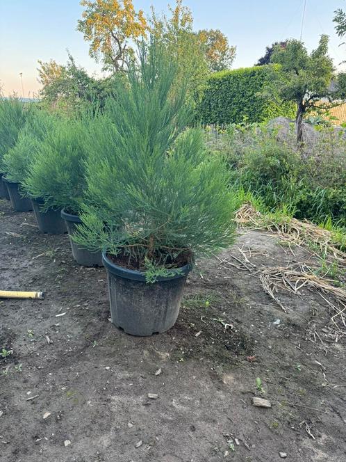 Mooi Sequoiadendron giganteum 100-125 cm, Tuin en Terras, Planten | Bomen, Overige soorten, 100 tot 250 cm, Volle zon, Bloeit niet