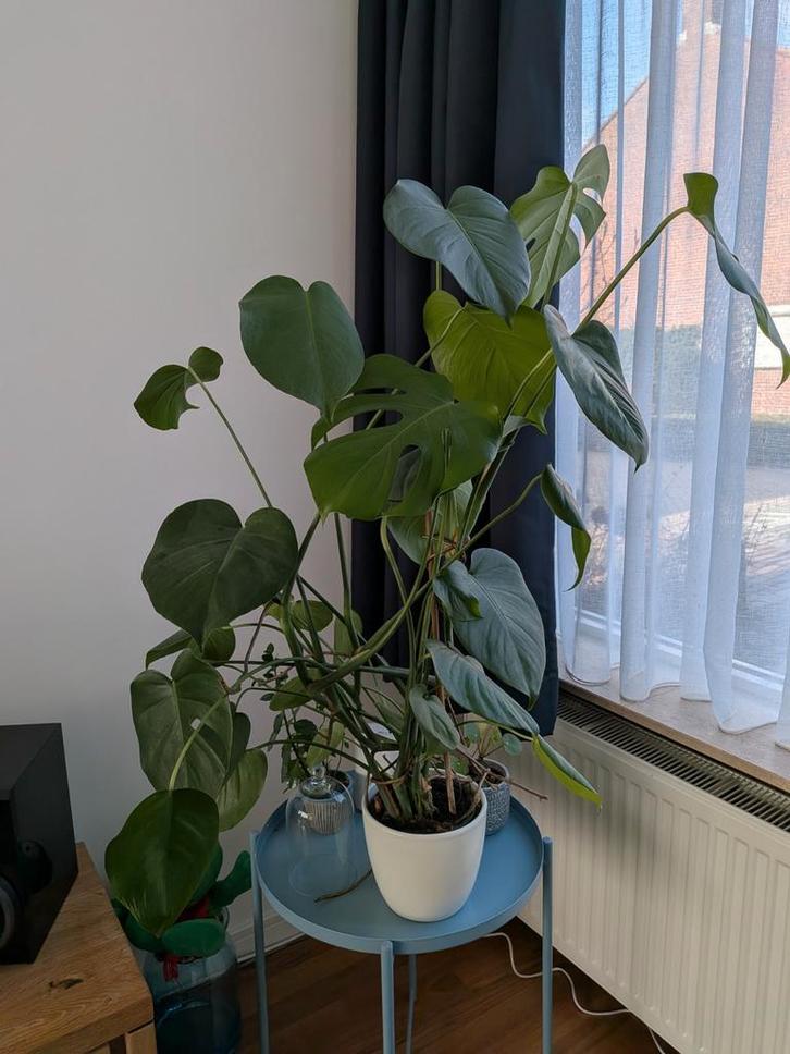 Prachtige Monstera Kamerplant, Huis en Inrichting, Kamerplanten, Minder dan 100 cm, Halfschaduw, Ophalen of Verzenden