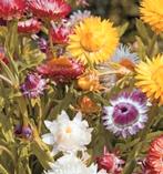 Zaden Strobloem - Helichrysum bracteatum, Verzenden, Voorjaar, Volle zon, Zaad