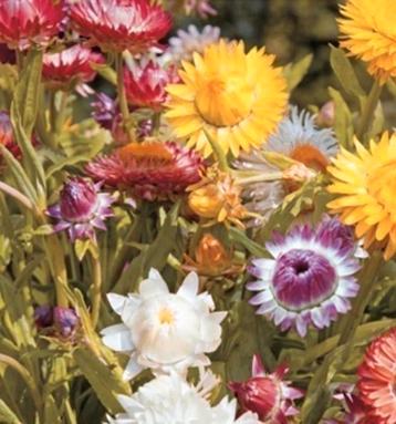 Zaden Strobloem - Helichrysum bracteatum beschikbaar voor biedingen
