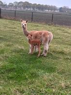 Prachtige alpaca merrie met merrie veulen te koop!, Dieren en Toebehoren, Overige Dieren, Vrouwelijk, Voor 1 juli 2024